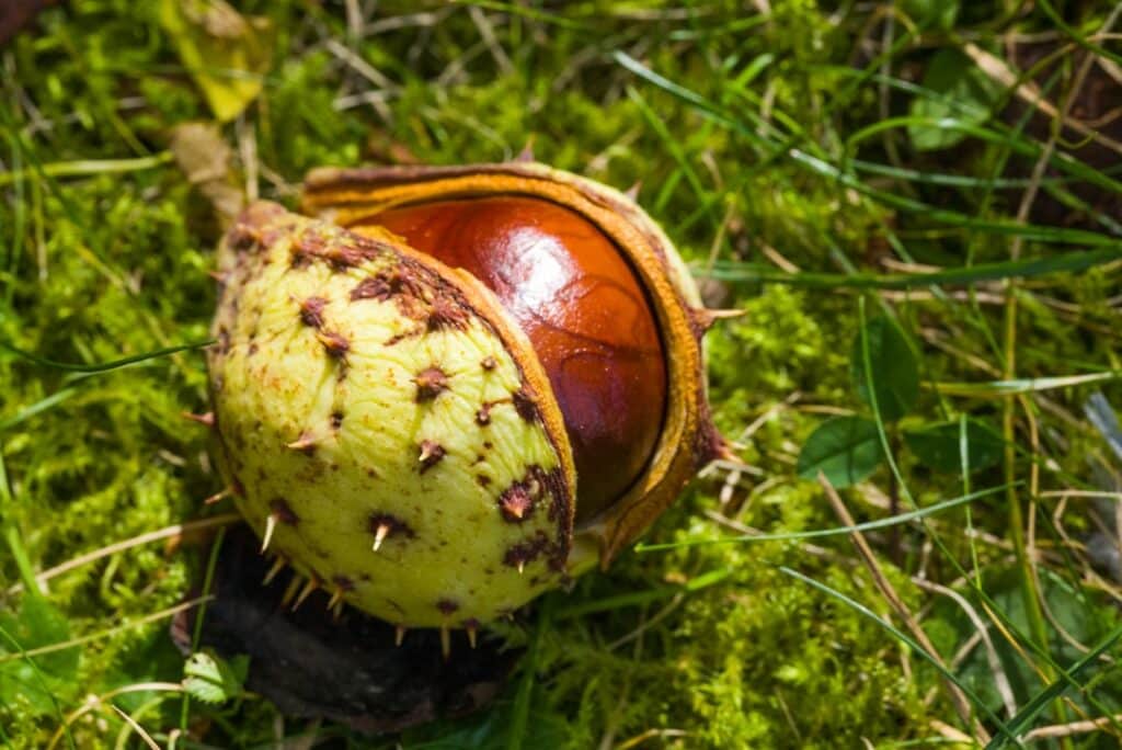 découvrez tout sur le châtaignier, un arbre majestueux aux multiples bienfaits. apprenez à le cultiver, explorez ses utilisations culinaires et médicinales, et plongez dans l'univers fascinant de ses fruits savoureux. parfait pour les amoureux de la nature et de la gastronomie!