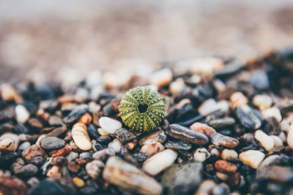 découvrez l'univers fascinant des galets : des pierres naturelles aux multiples formes et couleurs, idéales pour le jardinage, la décoration intérieure et extérieure. explorez leurs bienfaits et comment les utiliser pour embellir votre espace.