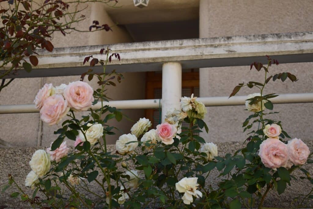 découvrez l'univers magnifique des rosiers, ces plantes emblématiques qui apportent une touche d'élégance à tout jardin. apprenez à les cultiver et à les entretenir pour profiter de leurs fleurs éclatantes et parfumées tout au long de l'année.