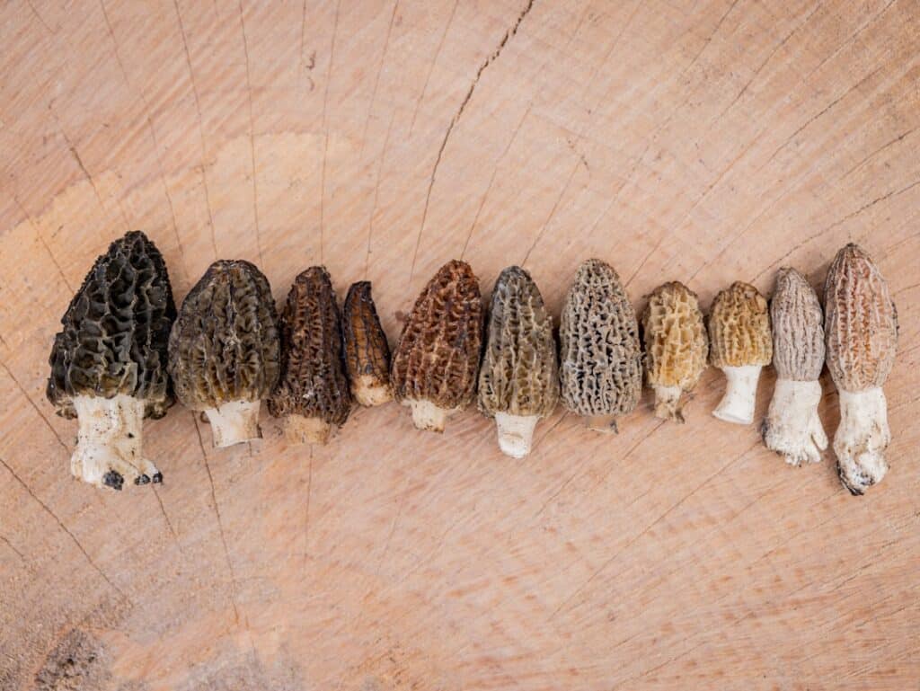 découvrez les morilles, ces champignons raffinés et savoureux, prisés par les chefs et les amateurs de gastronomie. plongez dans l'univers de la cueillette, de la préparation et des recettes pour sublimer ce délice de la nature.